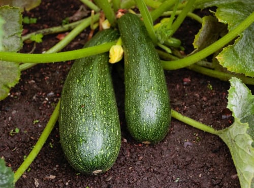 Maréchal Fraicheur - Courgettes - 1 kg