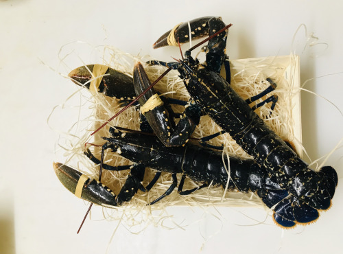 Mer Sea - Homard Du Cotentin 700 Gr - Vivant