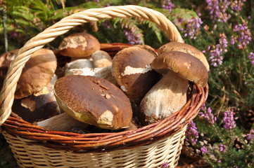Elissalde Le Potager Basque - Cèpes Frais Sauvages Des Forêts Du Pays Basque - 500 G