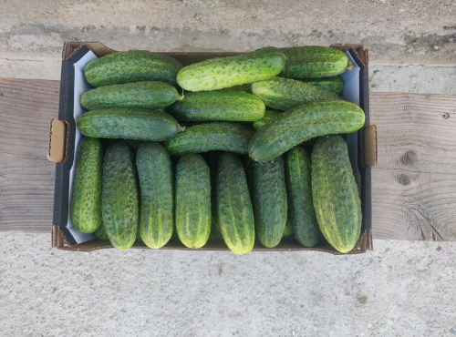 Ferme de la ville basse - Cornichons  Bio Mi-gros frais