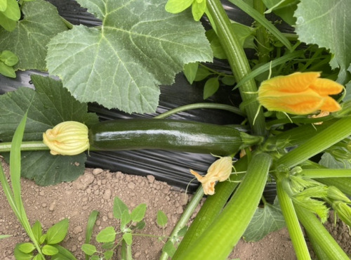 Le Potager de Sainte-Hélène - Courgette verte