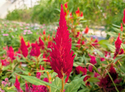 Nature et Saveurs - Ferme Aquaponique et Permacole Astérienne - Fleurs de célosie plumeuse - 50g