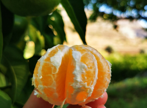 Maréchal Fraicheur - Mandarines Satsuma BIO - 5 kg