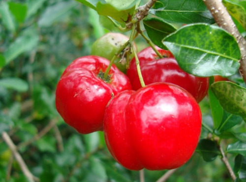 La Boite à Herbes - Cerises bio 500 g x2