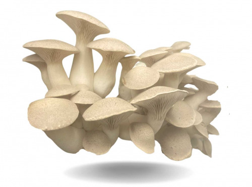 Naturélium - Le pleurote du panicaut 1,5kg