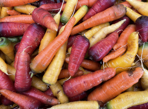 Le Potager de Sainte-Hélène - Carotte couleur en mélange