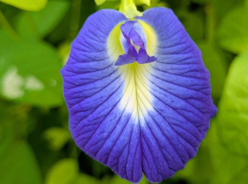 Nature et Saveurs - Ferme Aquaponique et Permacole Astérienne - Fleurs de pois papillon bleu ornement - 10 fleurs