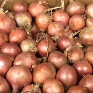 Maison Quéméner - Oignons De Roscoff Aop - 20kg / lot de 4x5kg