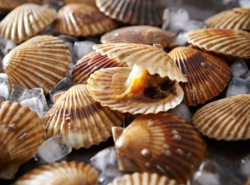 Saint Kerber - Saint Jacques de Saint Malo - 6 kg 