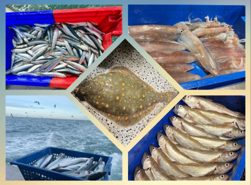 Chalutier La Jajane - Colis de poissons de saison - 2,2kg