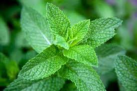 Le Châtaignier - Menthe 125g