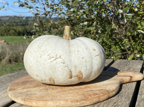 Ferme Sinsac - courge bleu de Hongrie