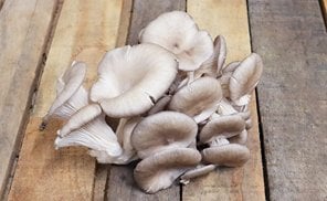 Les Jardins de Gérard - Champignon pleurote Bio - 250 g