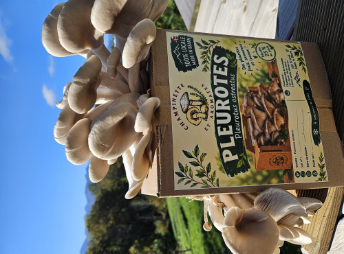 Champinette et Aromates - BOX DE CULTURE