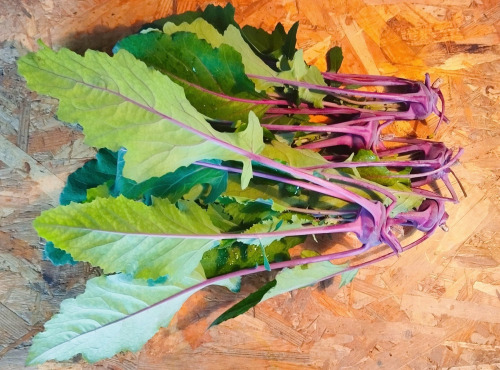 Nature et Saveurs - Ferme Aquaponique et Permacole Astérienne - Mini chou-rave violet - 5 pièces