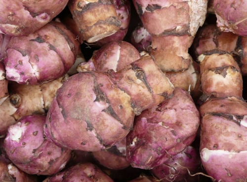 Maréchal Fraicheur - Topinambours - 5 kg