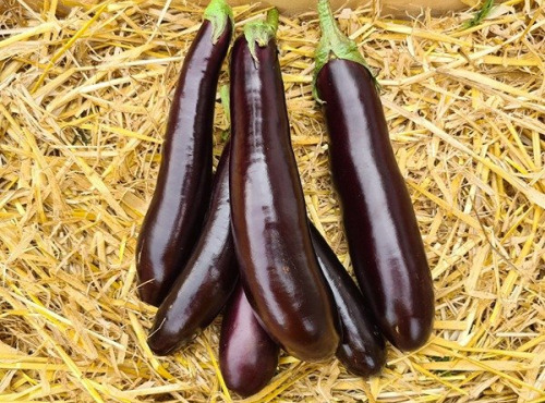 La Ferme de Goas Per - Aubergine violette Bio - 1,8kg