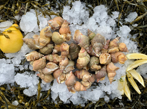 Thaëron - Bulots cuits - Barquette de 500 g