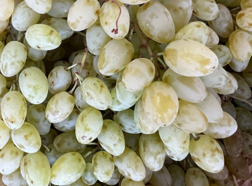 Domaine Reverchon - Raisin Blanc du Vaucluse sans pépin 5Kg