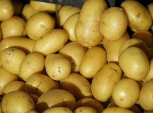 Nature et Saveurs - Ferme Aquaponique et Permacole Astérienne - Pomme de terre Colomba – éclat doré et fondant parfait