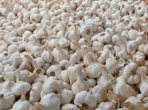 La Panacée bio - Ail blanc Demeter de Lectoure - 250 g