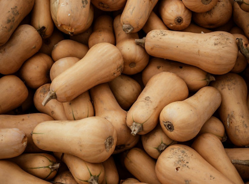 Nature et Saveurs - Ferme Aquaponique et Permacole Astérienne - Courge Butternut - 2kg