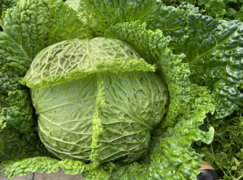 Le Potager de Sainte-Hélène - Chou vert frisé
