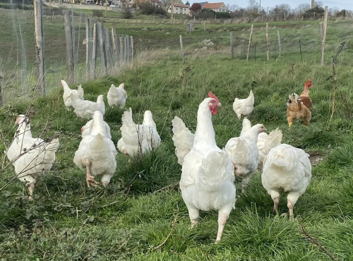 La Ferme d'Autrac - [Précommande] Poularde de Noël BIO 2,4 - 2,6 KG