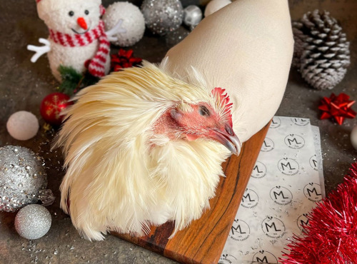 Maison Lascours - Chapon de Bresse AOP - 4 kg