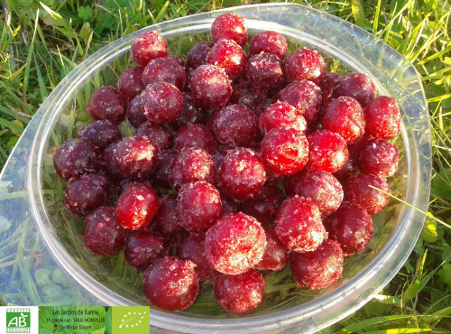 LES JARDINS DE KARINE - Cerise griotte dénoyautée et surgelée - 1 kg