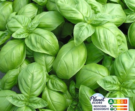 Les Nouvelles Fermes - Basilic vert (sachet 500g)