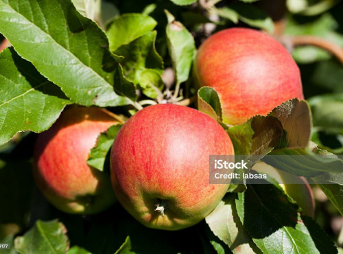 Le Châtaignier - pomme Boskoop ( 1 kg )