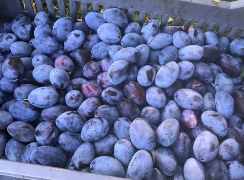 La Ferme des Prun'Elles - Quetsches 2,5 kg
