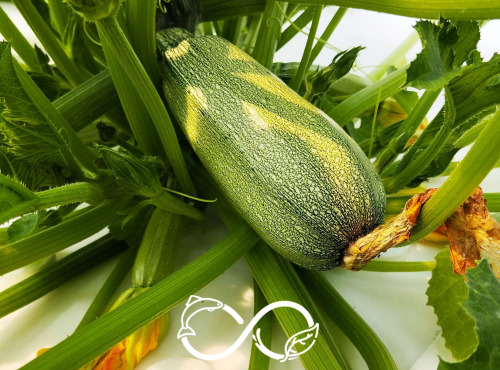 Nature et Saveurs - Ferme Aquaponique et Permacole Astérienne - Courgette Greyzini