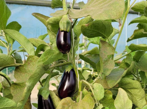 Le Pré de la Rivière - Aubergine bio 800g - Origine France