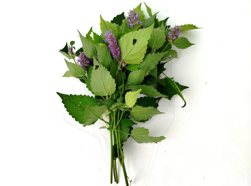 Nature et Saveurs - Ferme Aquaponique et Permacole Astérienne - Agastache Hysope (Bouquet Frais)