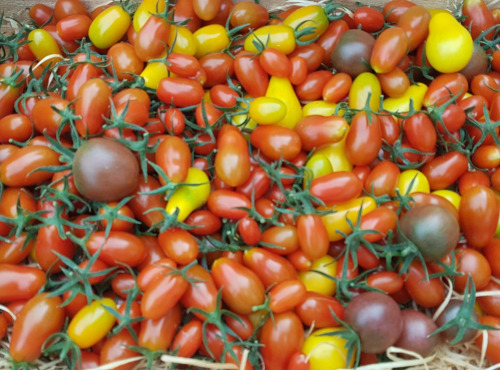 Le Pré de la Rivière - Mélange de tomates cerises 500g - Origine France