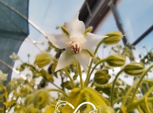 Nature et Saveurs - Ferme Aquaponique et Permacole Astérienne - Bourrache (Fleurs Fraiches Bleus et Blanches)