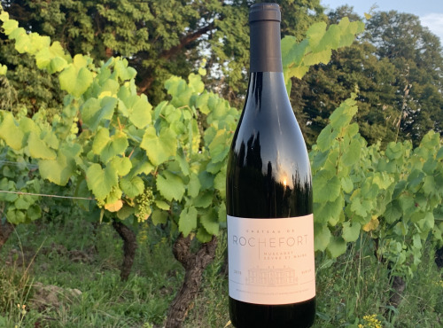 Château de ROCHEFORT - Muscadet de Sèvre et Maine sur Lie AOP - 2019 x 3