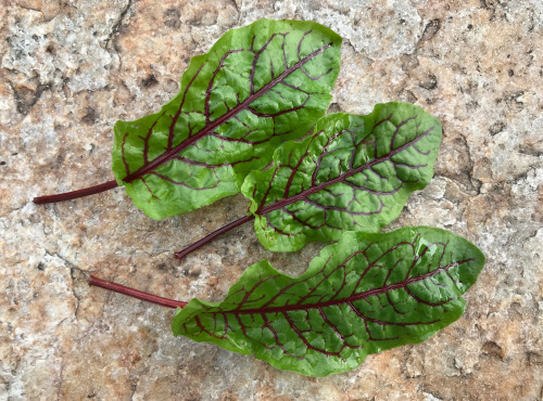 Le Jardin des Antipodes - Oseille Sanguine Fraîche Bio