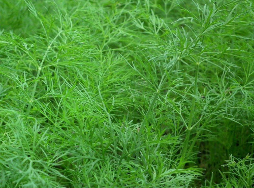 Agriloops - Aneth - sachets de 11g