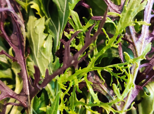 Les Jardins du Mas de Greil - Mesclun Asiatique