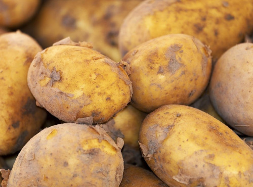 Gourmets de l'Ouest - Pommes de terre nouvelles, cat. I, cal.35+, origine France