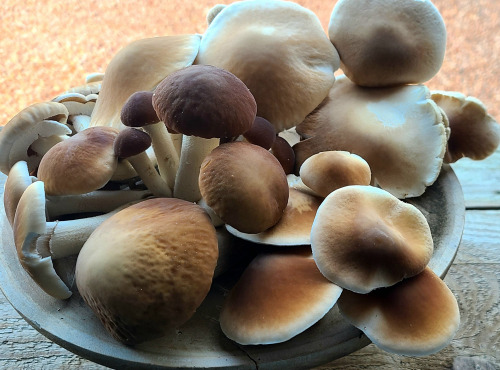 Champinette et Aromates - Pholiotes du peuplier