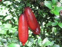 L'OLIVERAIE DU COUDON - Citron Caviar - 150g