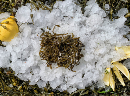 Thaëron - Haricots de mer - Barquette de 1 kg