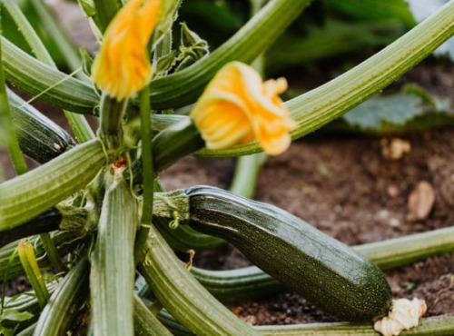 Les Herbes du Roussillon - Courgettes producteur-1kg