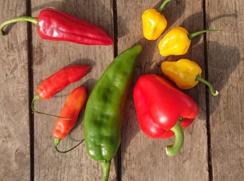 HERBA HUMANA - Piments frais doux