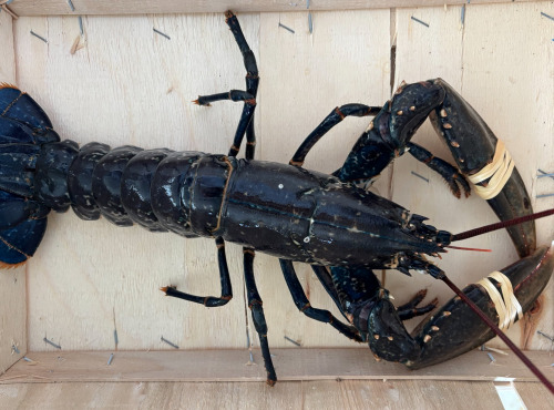 Le Termer - Homard Bleu Vivant 600grs
