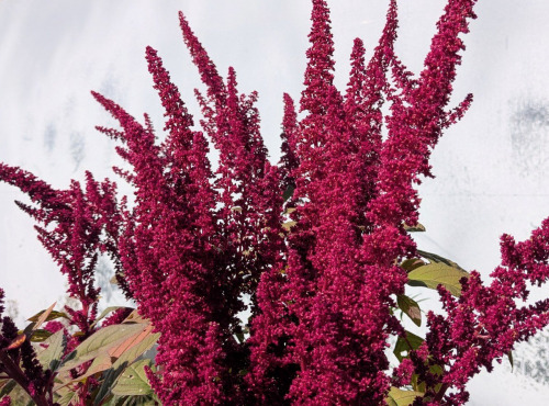 Nature et Saveurs - Ferme Aquaponique et Permacole Astérienne - Fleurs d'amaranthe rouge - 15g